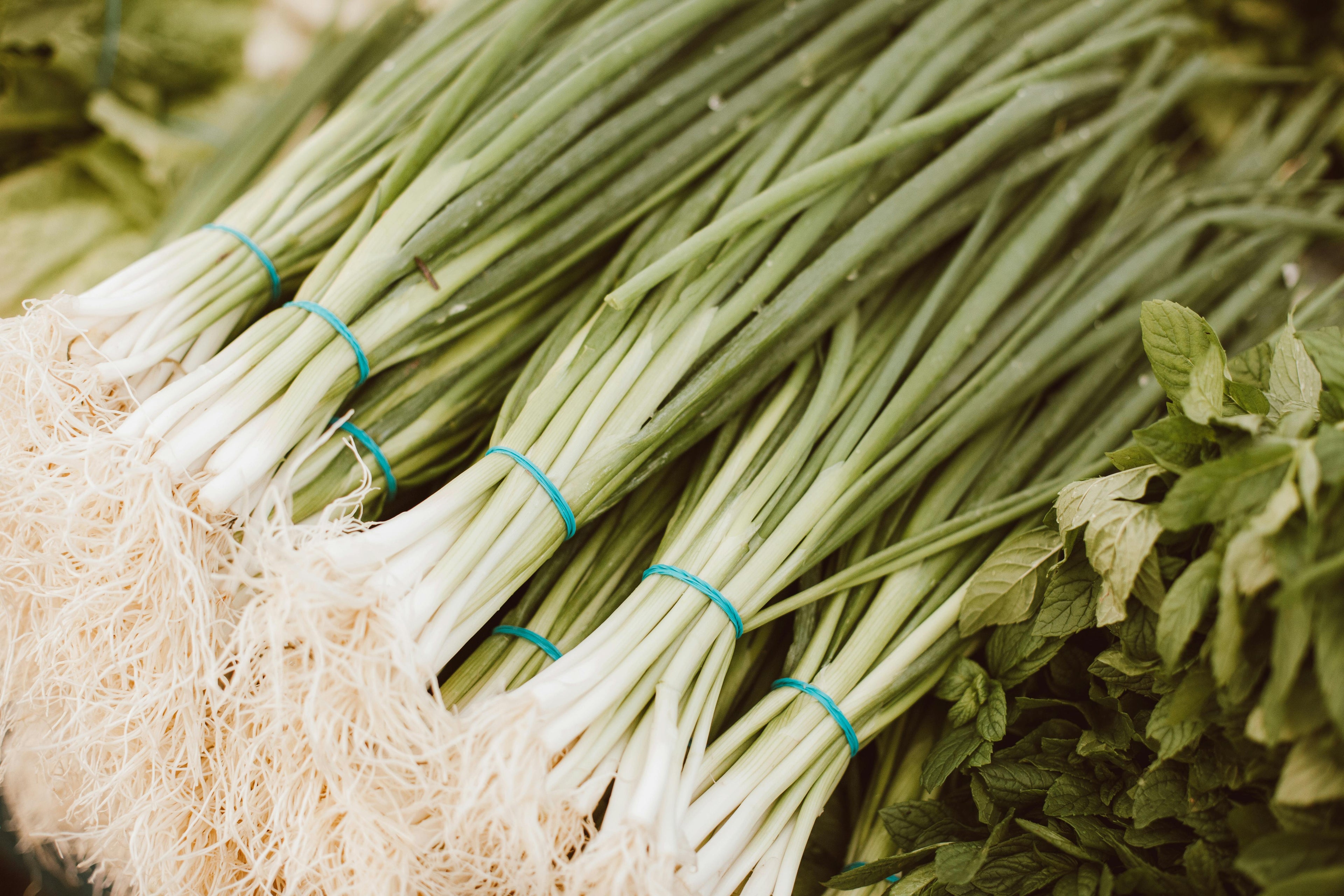 Bundles of green onions tied with rubber bands on a textured surface.
